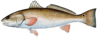 Destin Fishing aboard Charter Boat Relentless - Destin Harbor, Destin Florida