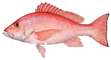 Destin Fishing aboard Charter Boat Relentless - Destin Harbor, Destin Florida