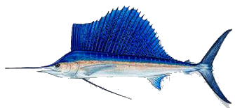 Destin Fishing aboard Charter Boat Relentless - Destin Harbor, Destin Florida