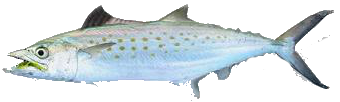 Destin Fishing aboard Charter Boat Relentless - Destin Harbor, Destin Florida