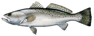 Destin Fishing aboard Charter Boat Relentless - Destin Harbor, Destin Florida