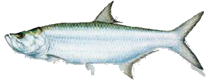 Destin Fishing aboard Charter Boat Relentless - Destin Harbor, Destin Florida