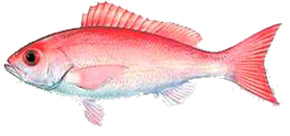 Destin Fishing aboard Charter Boat Relentless - Destin Harbor, Destin Florida