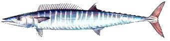 Destin Fishing aboard Charter Boat Relentless - Destin Harbor, Destin Florida