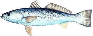 Destin Fishing aboard Charter Boat Relentless - Destin Harbor, Destin Florida