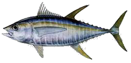 Destin Fishing aboard Charter Boat Relentless - Destin Harbor, Destin Florida