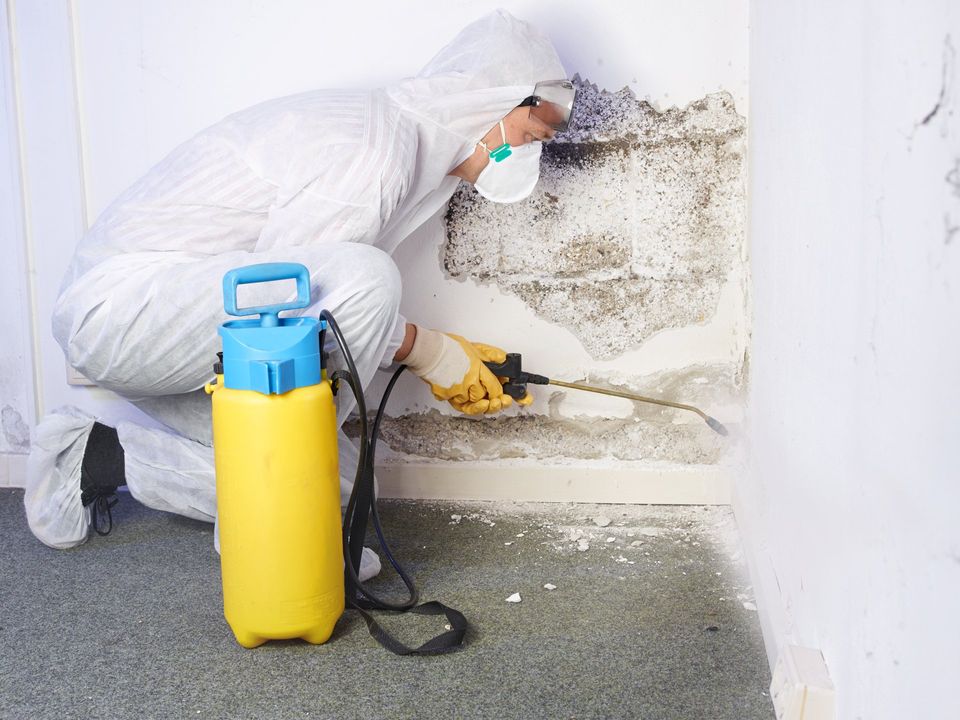 dealing with basement mold in ma and ct