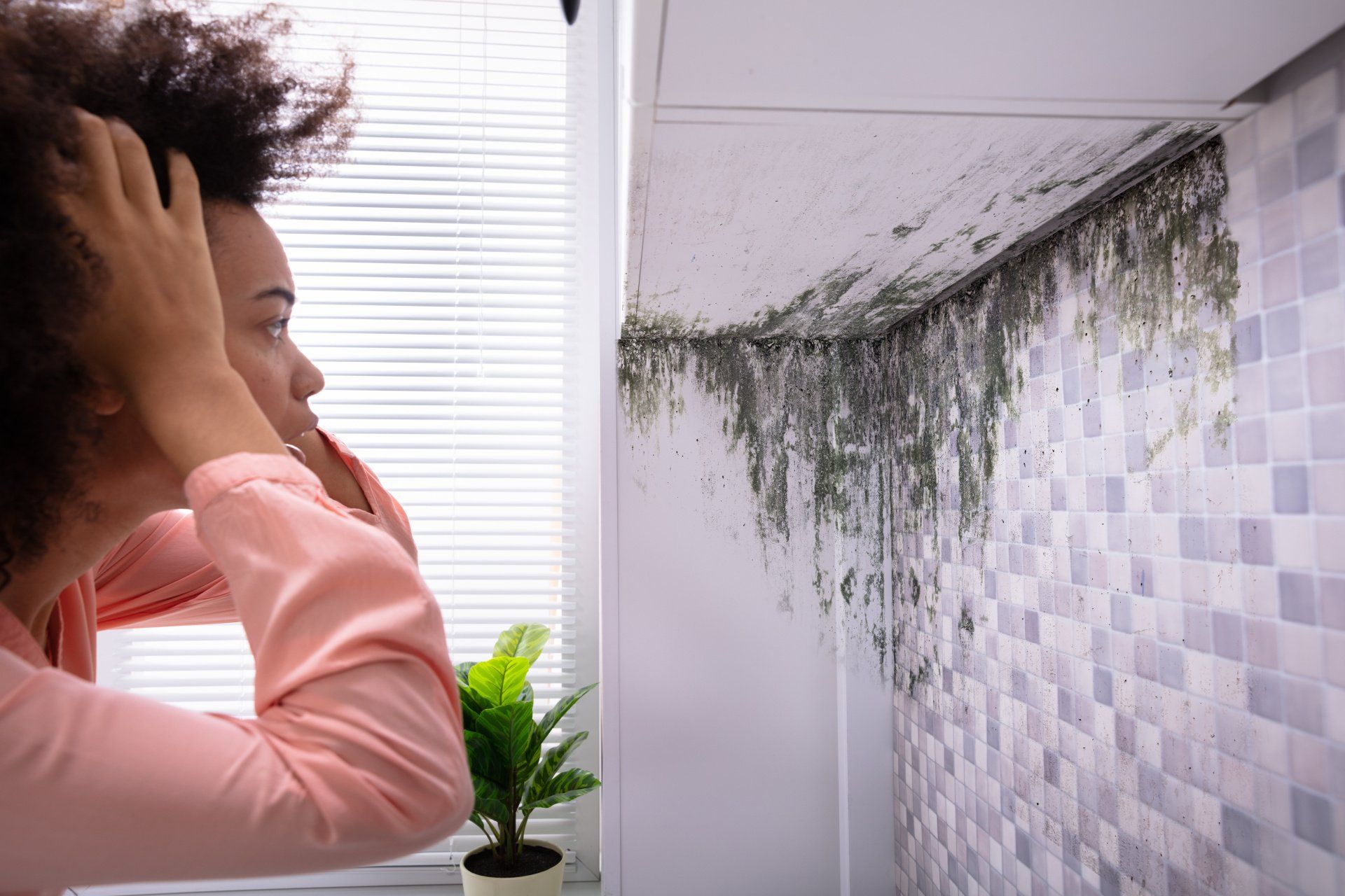 signs that you need mold removal 