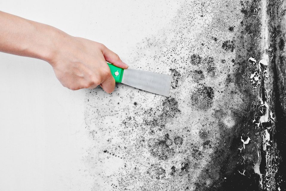 what causes mold to grow in your home
