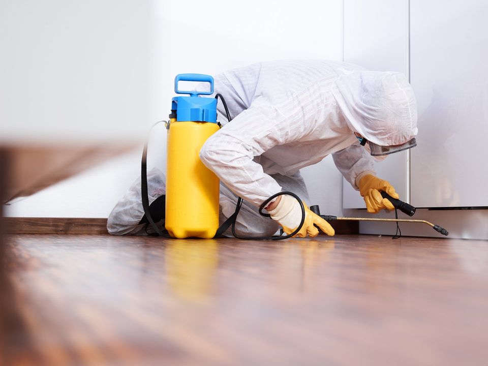 mold removal companies near me