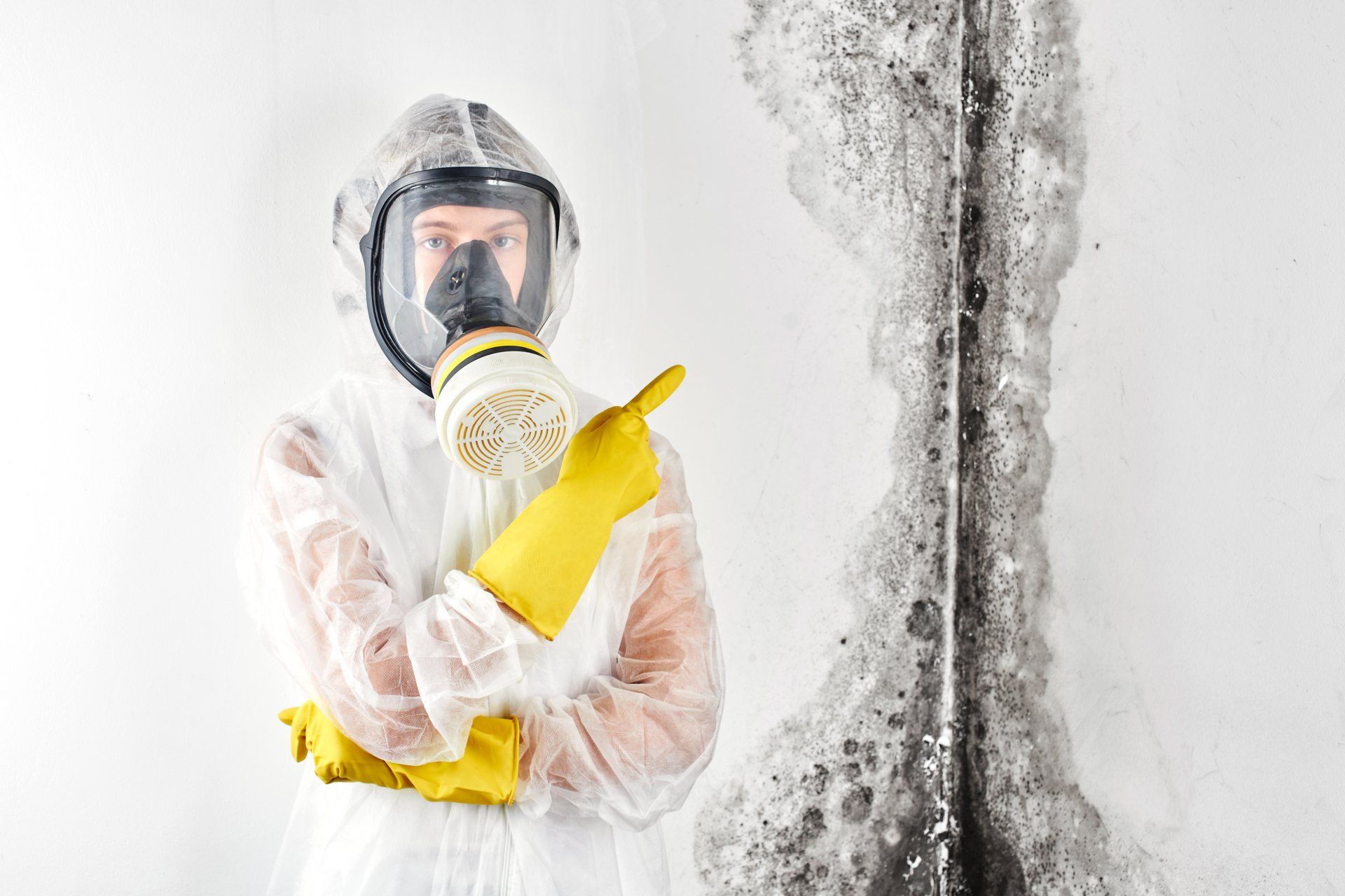 Mold Removal and Mold Remediation Companies in Springfield MA