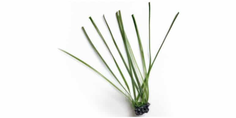 single filament blade type grass