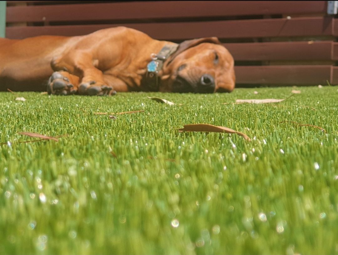 A brown dog is laying on top of a lush green lawn.