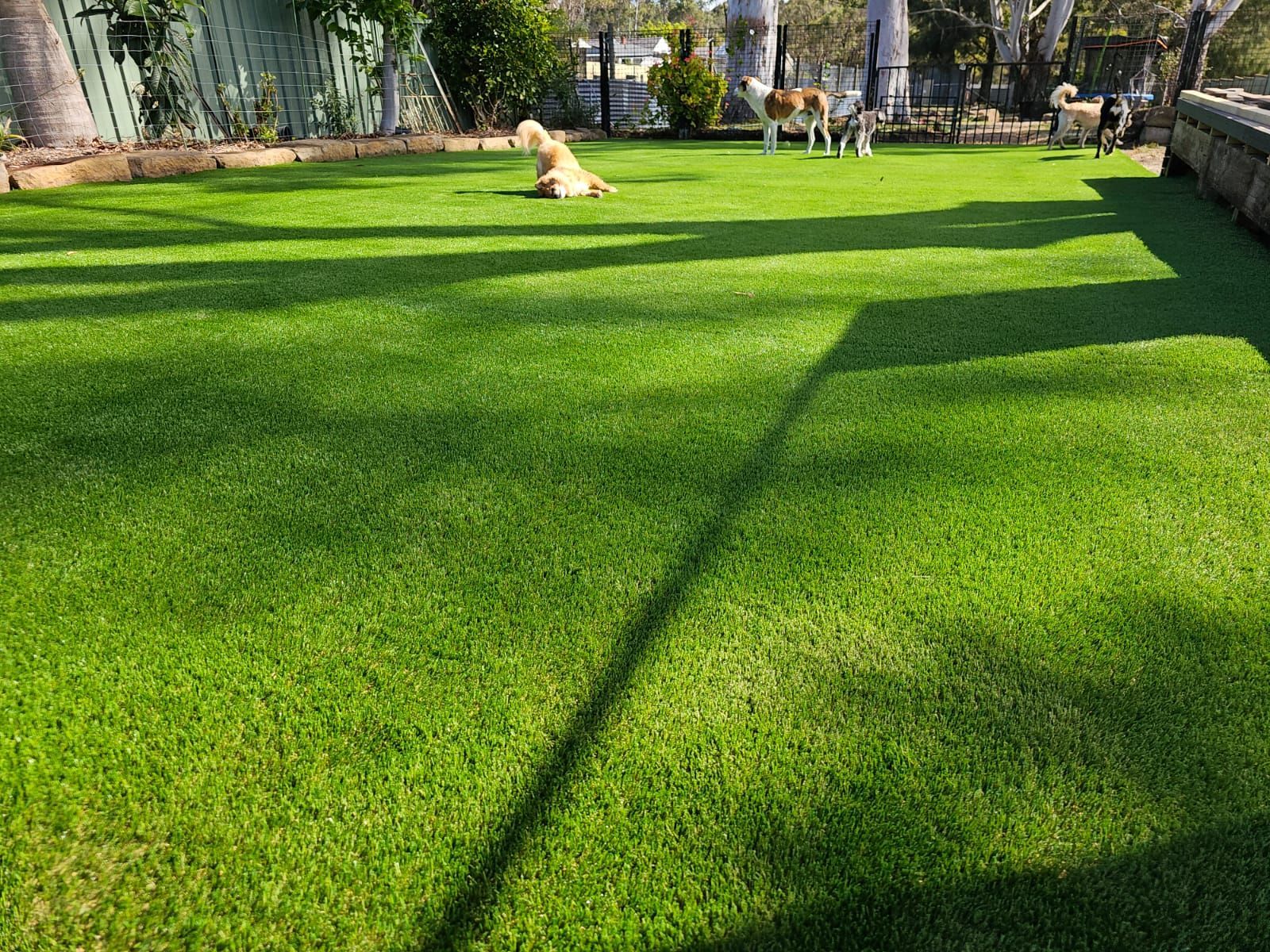 A dog is laying on top of a lush green lawn.