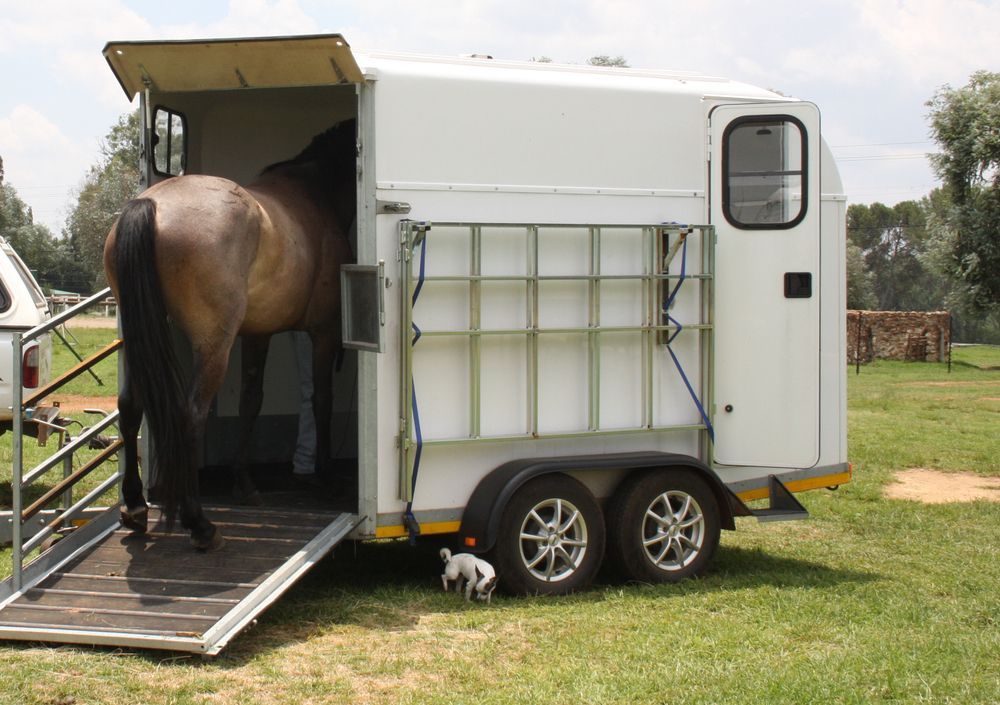 A Horse is in a White Trailer With the Ramp Down — Andy's Caravan Repairs in Harristown, QLD