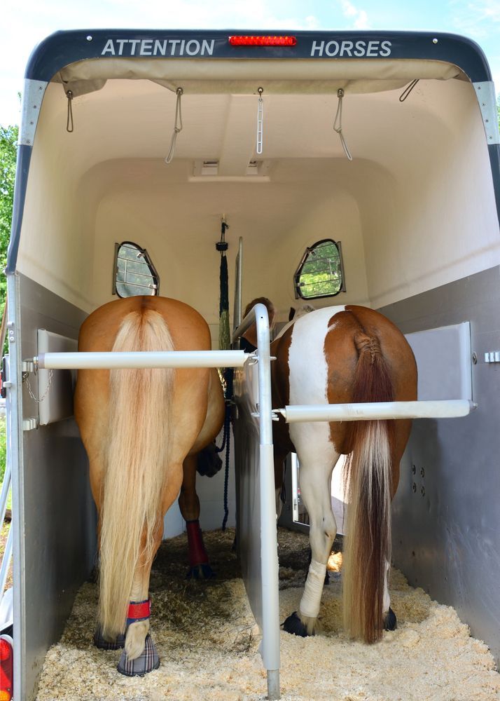 Two Horses Inside a Horse Trailer — Andy's Caravan Repairs in Harristown, QLD