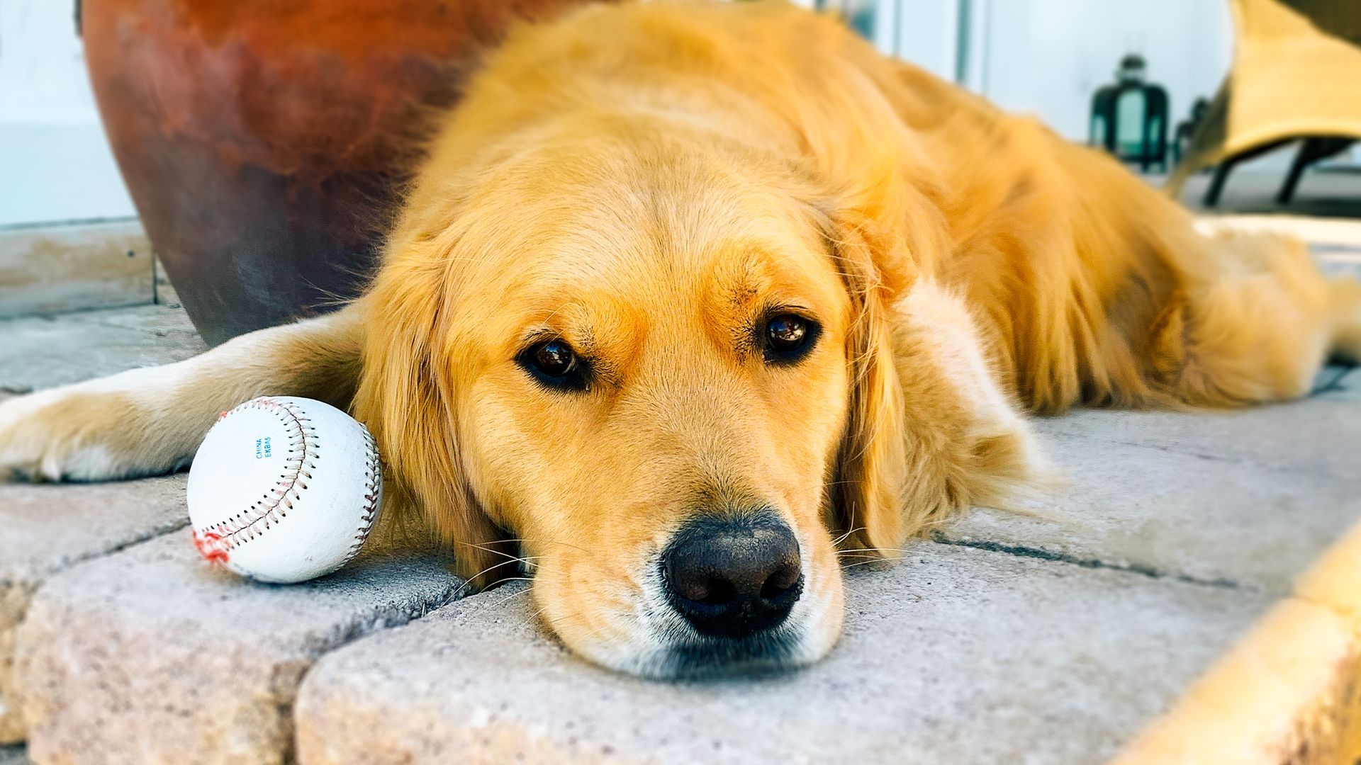 Golden Retriever dog resting on stone with a baseball, looking at the viewer.