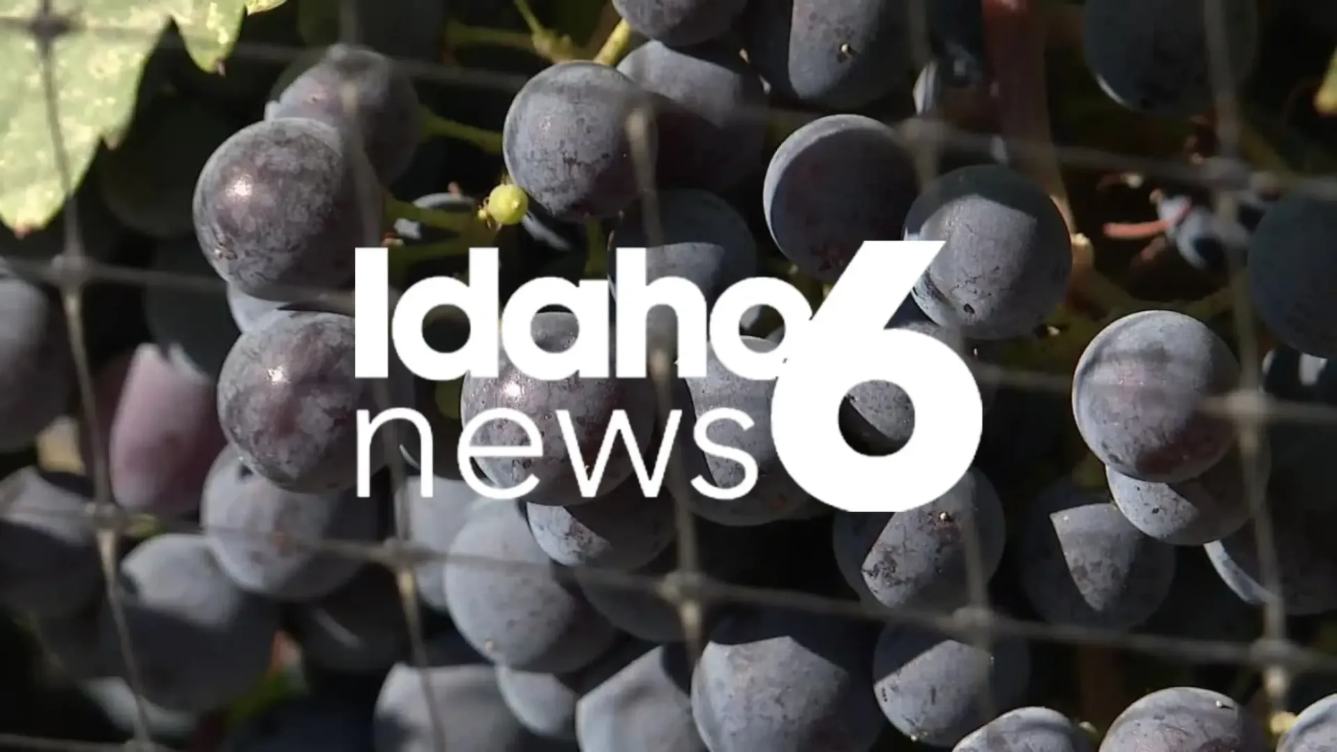Idaho News 6 logo over close-up of dark purple grapes on a vine.