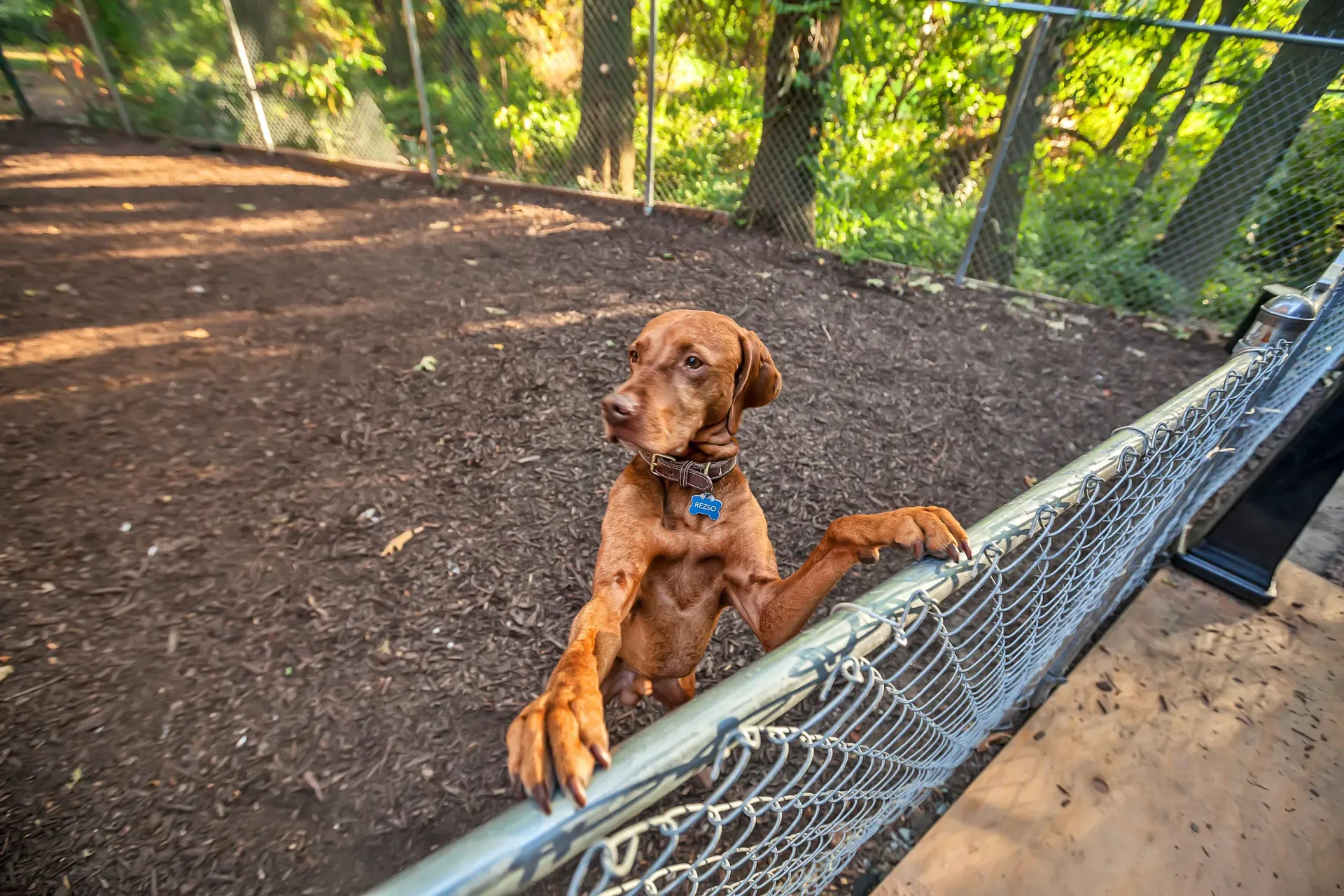 Brown dog standing on hind legs at a chain-link fence in a dirt dog park. 
Ready to make Joralemon your home? Contact us today to learn more about our pet-friendly 1, 2, and 3-bedroom apartments for rent in Belleville, NJ. We can’t wait to welcome you home!