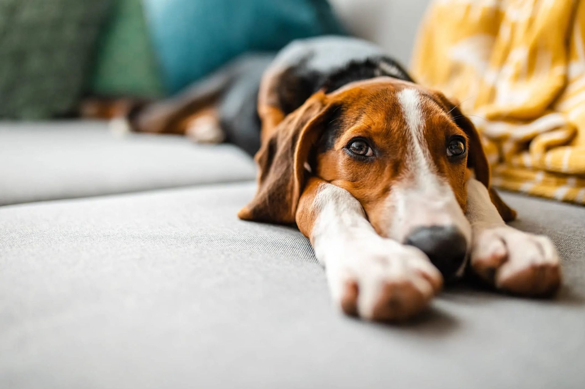White, brown, and black Beagle dog laying on gray couch with yellow blanket in background.