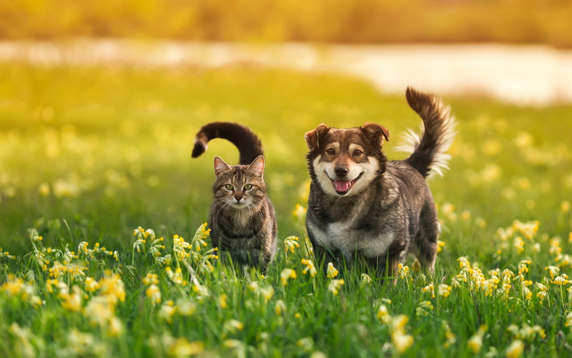 A dog and a cat are walking in a field of flowers.