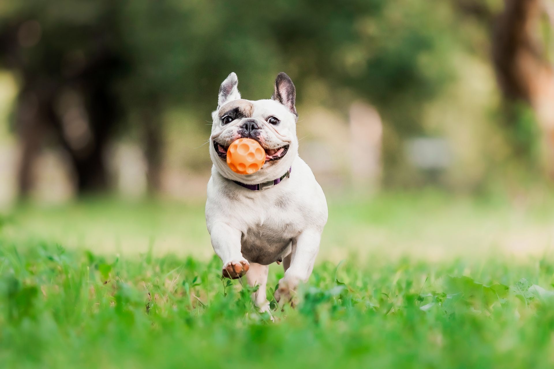 A french bulldog is running with a ball in its mouth.