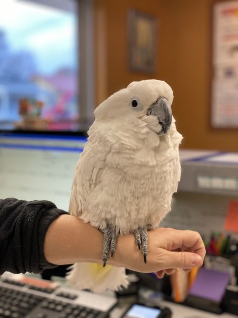 A 4 Animal Hospital 402 475 2282 Lincoln Ne