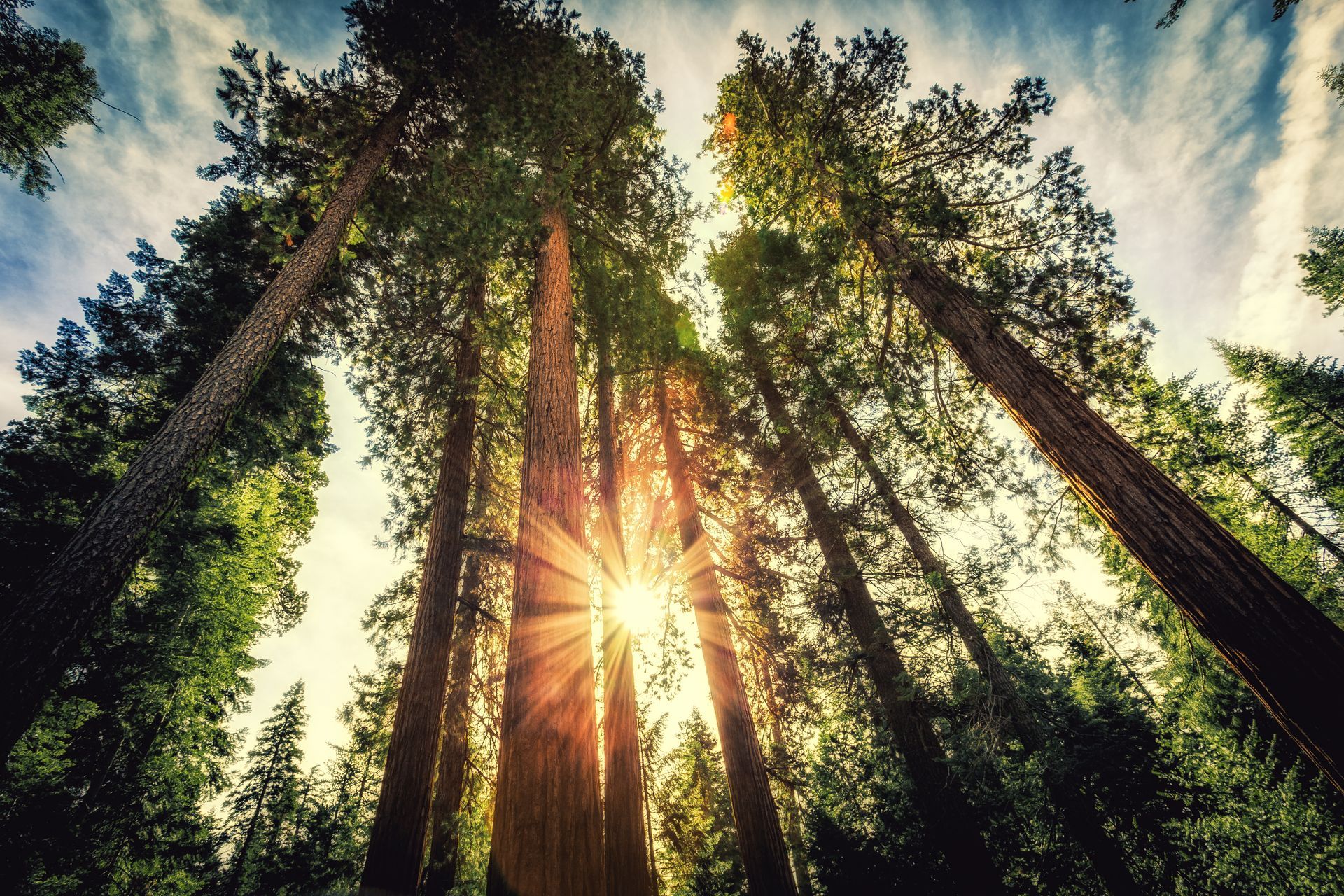 Sunlight streams through tall redwood trees in a forest.