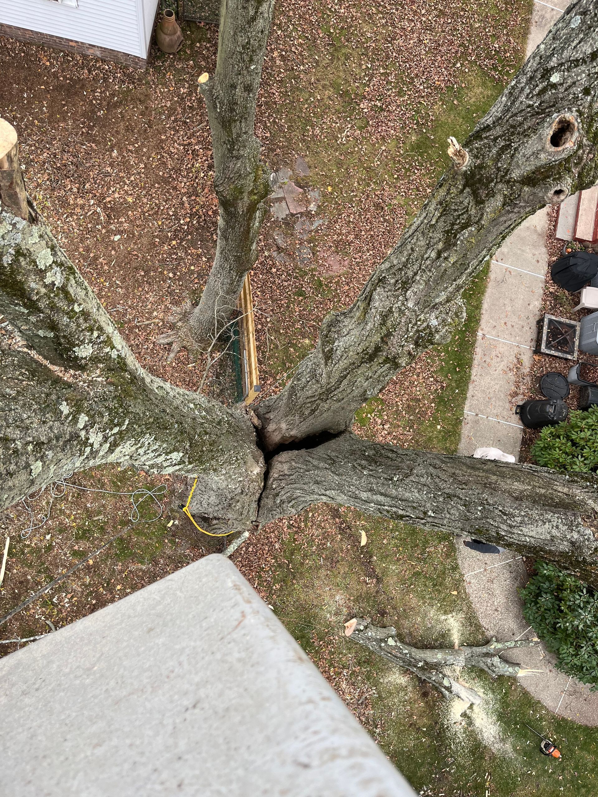 Aerial view of massive hazard tree with structural crack near residential roof
