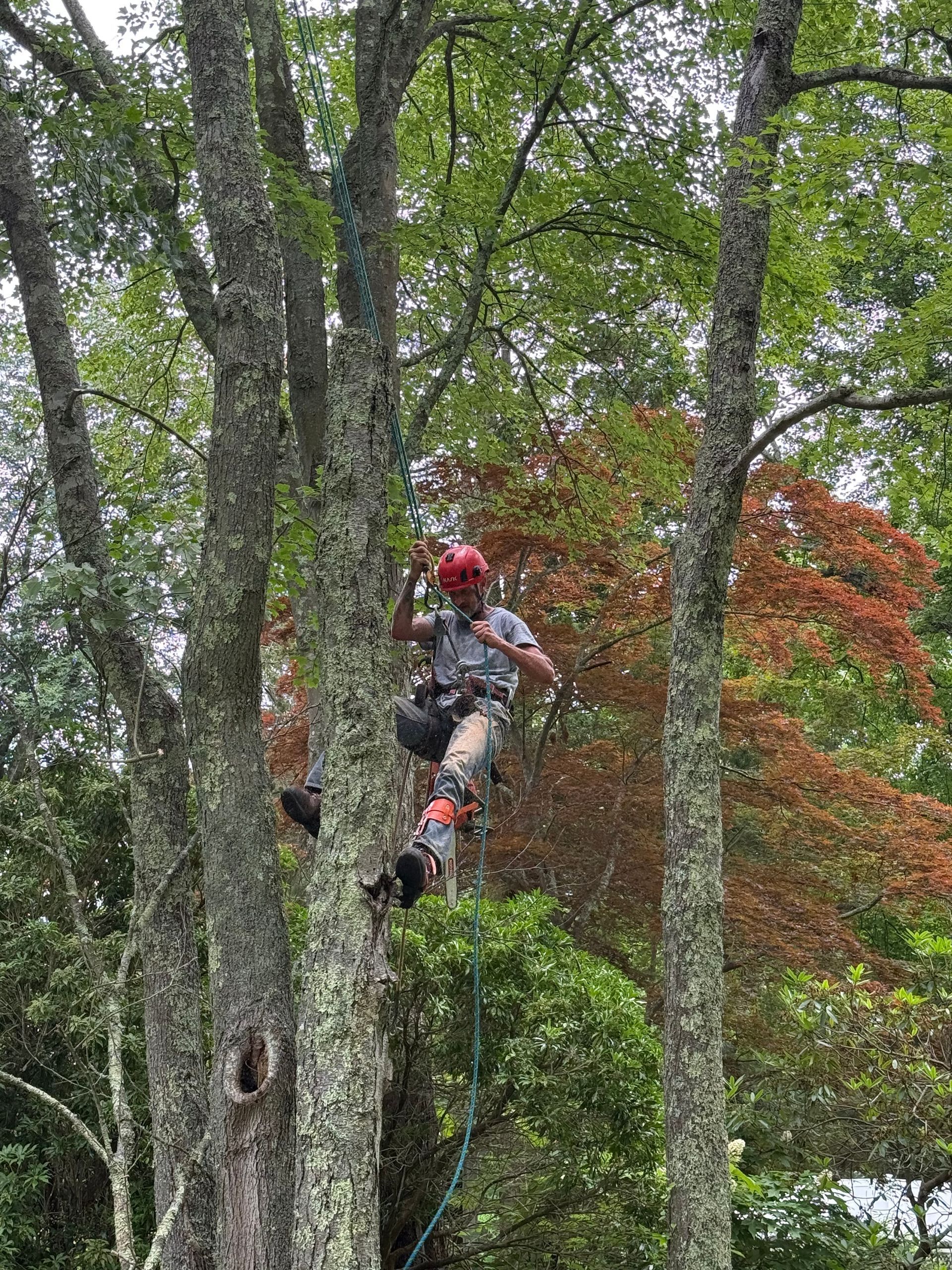 Arborist with helmet and rigging performing canopy work among mature trees