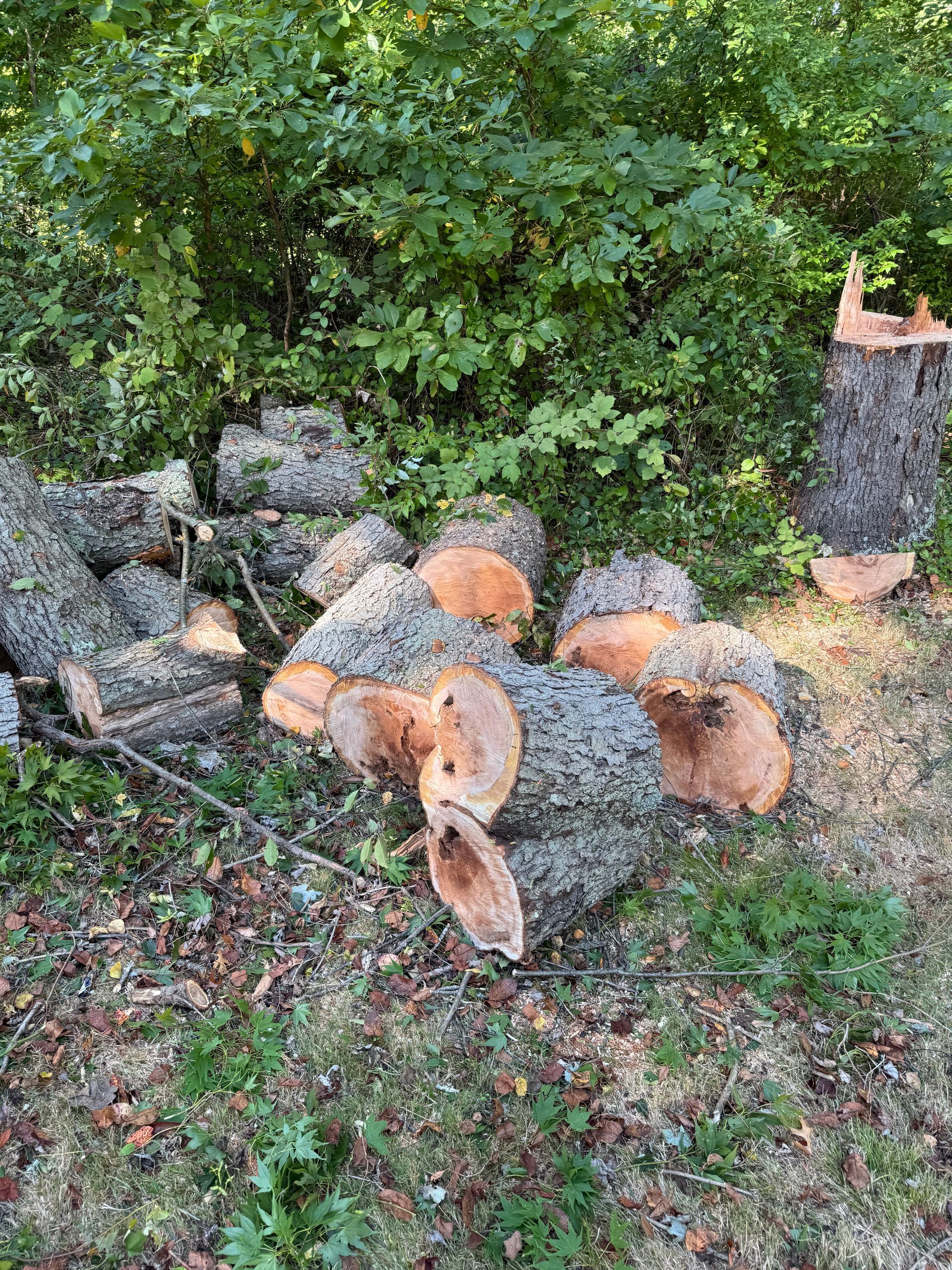 Freshly cut large trunk sections stacked after tree removal with stump visible