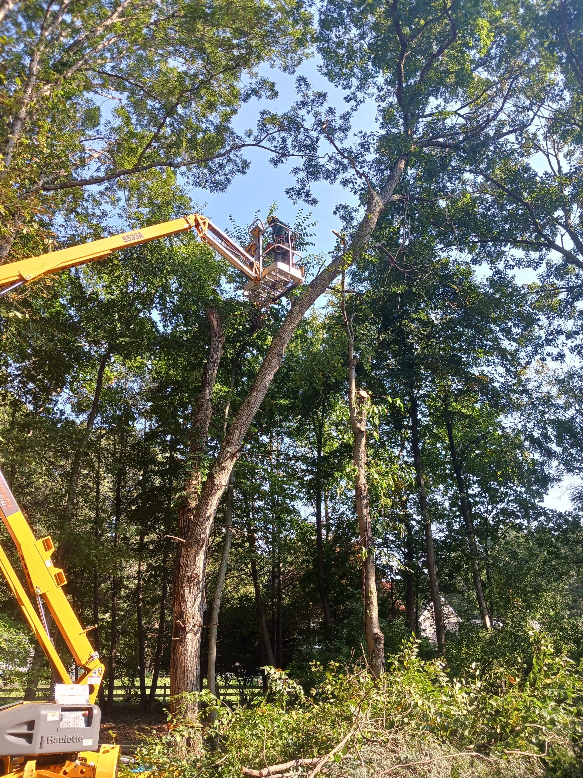 Worker in a yellow crane bucket trimming a tall tree in a wooded area