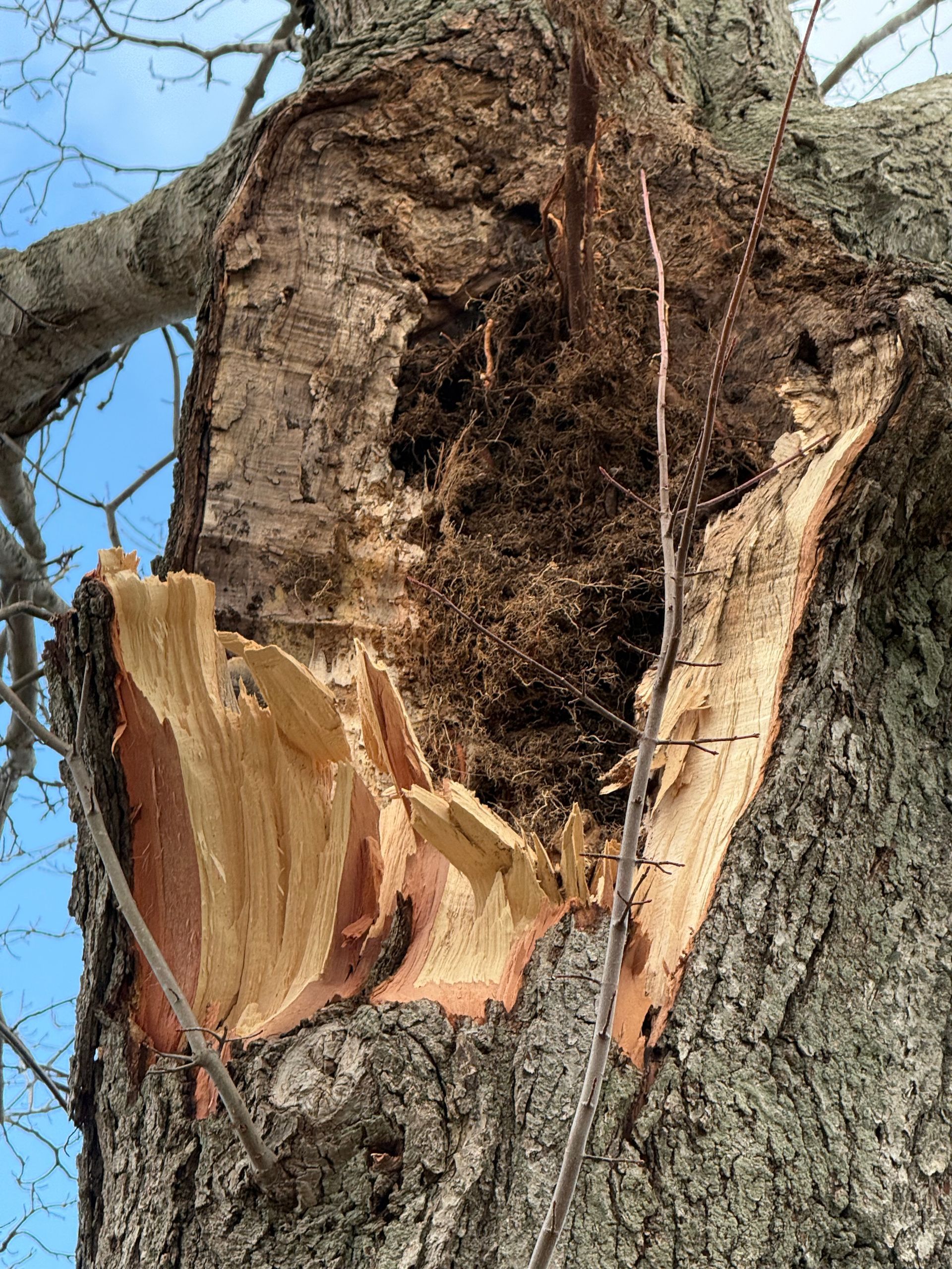 Aerial view of massive hazard tree with structural crack near residential roof