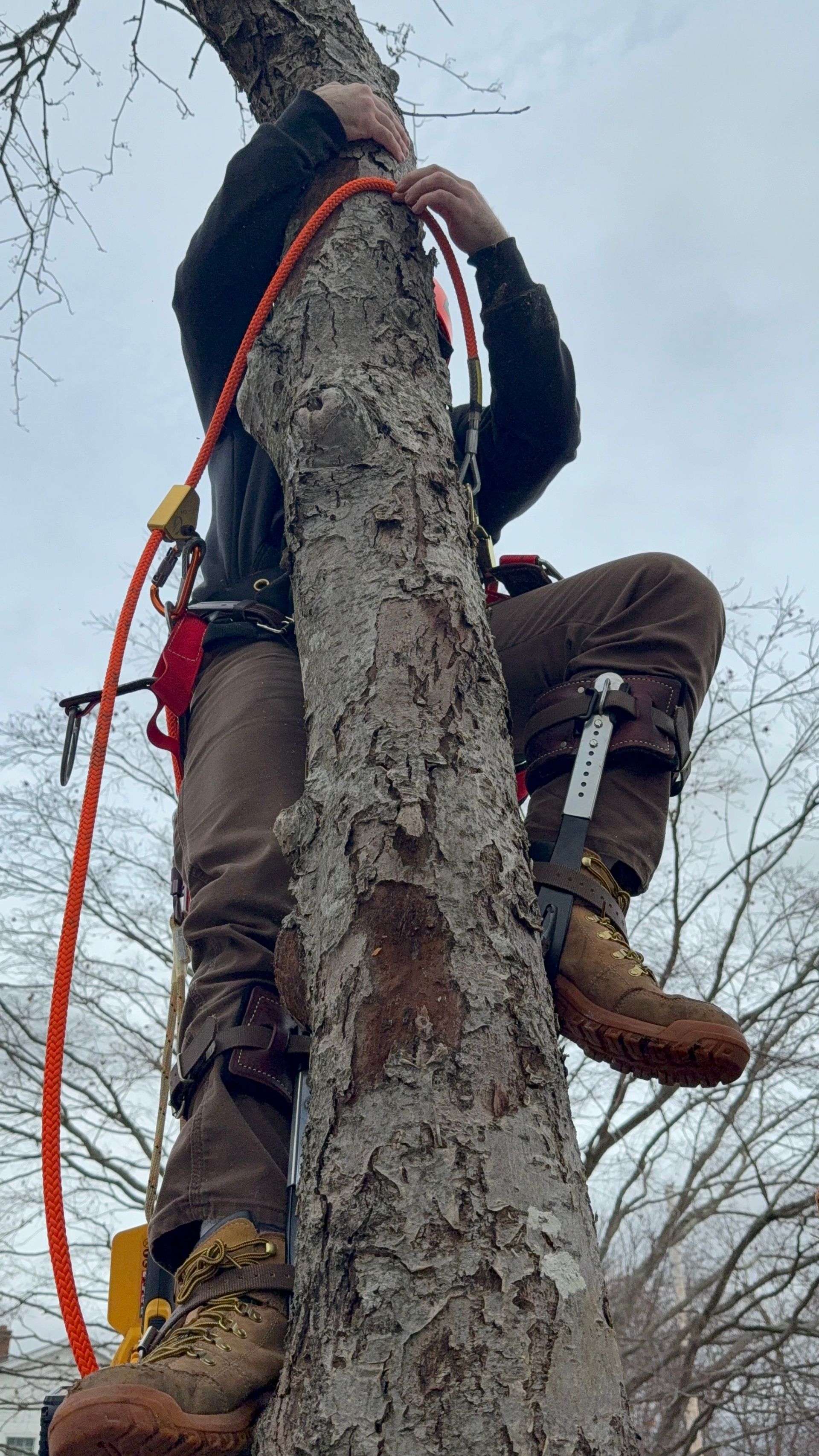 Person climbing a tree with ropes and safety gear, viewed from below against a cloudy sky