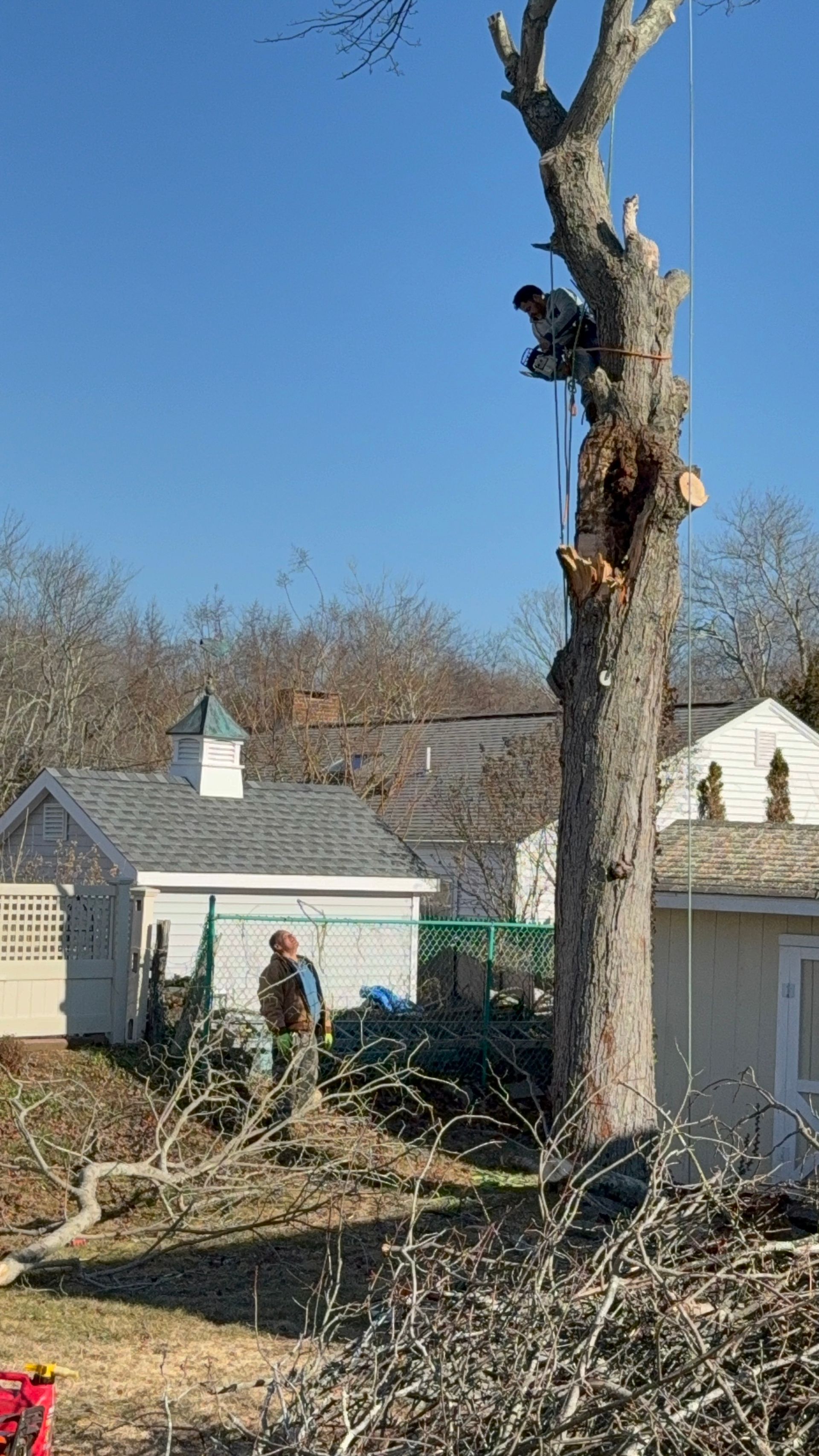Climber performing sectional removal of large dead tree in residential backyard near structures