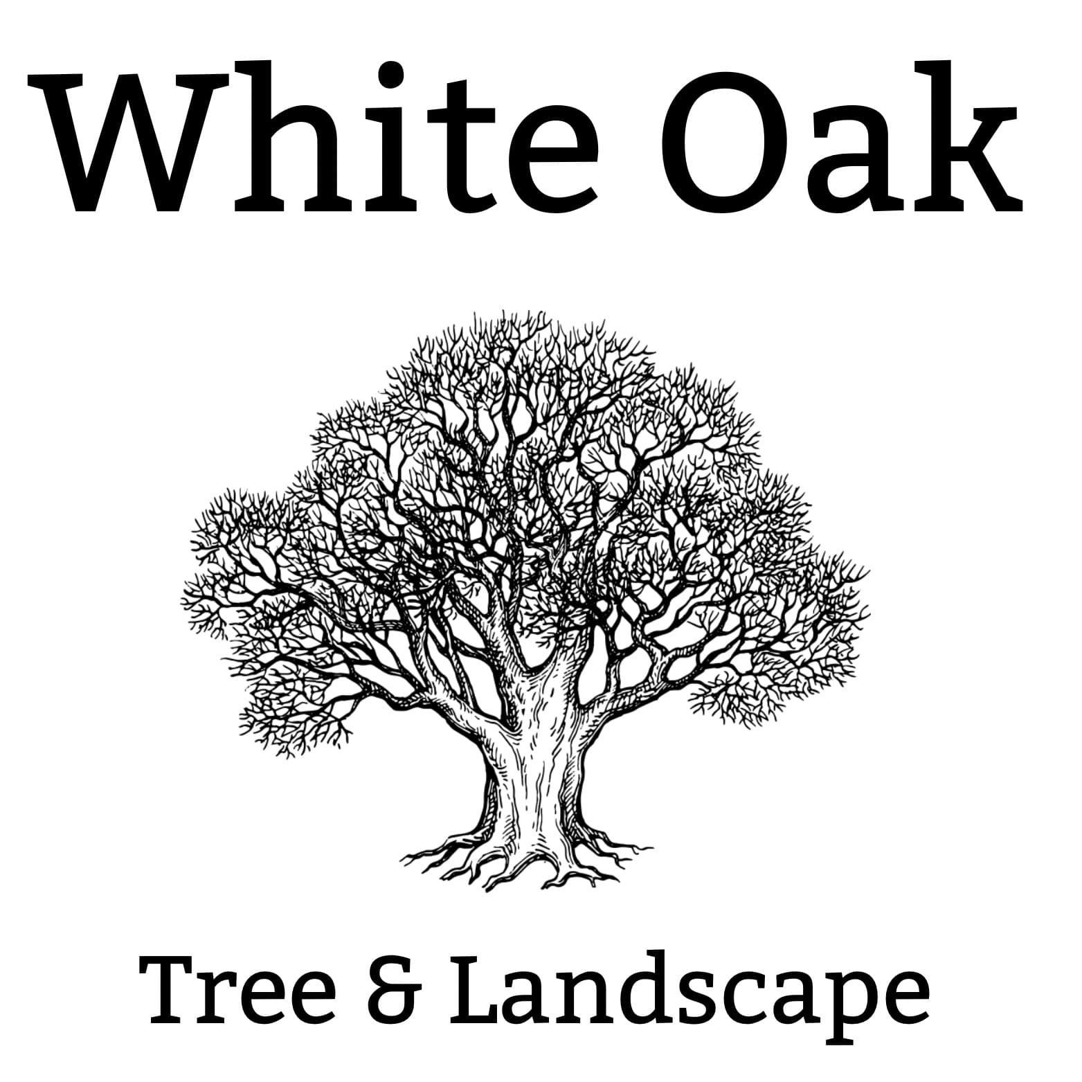 White oak tree & landscaping White oak tree & landscaping