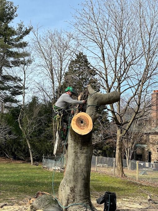 tree removal Clinton CT, crew cutting down large tree section