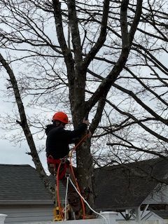 Tree removal crew cutting down large oak tree in Clinton CT