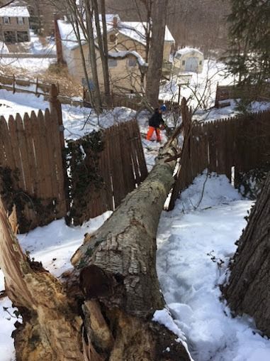 Tree removal crew clearing fallen tree between fenced backyard areas
