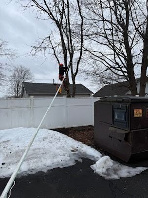 Tree removal crew cutting down large oak tree in Clinton CT
