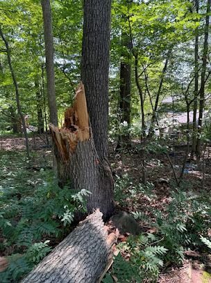 tree removal Clinton CT, crew clearing fallen hardwood tree