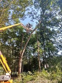Worker in a yellow crane bucket trimming a tall tree in a wooded area