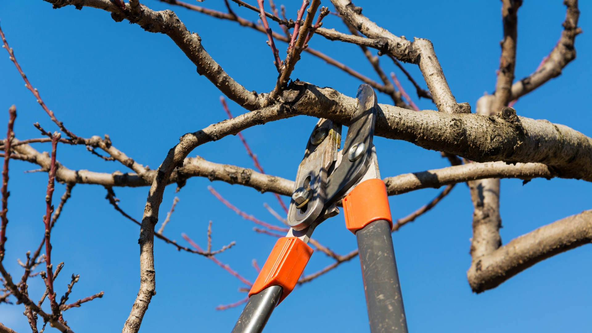 Pruning shears cutting bare tree branches against a blue sky