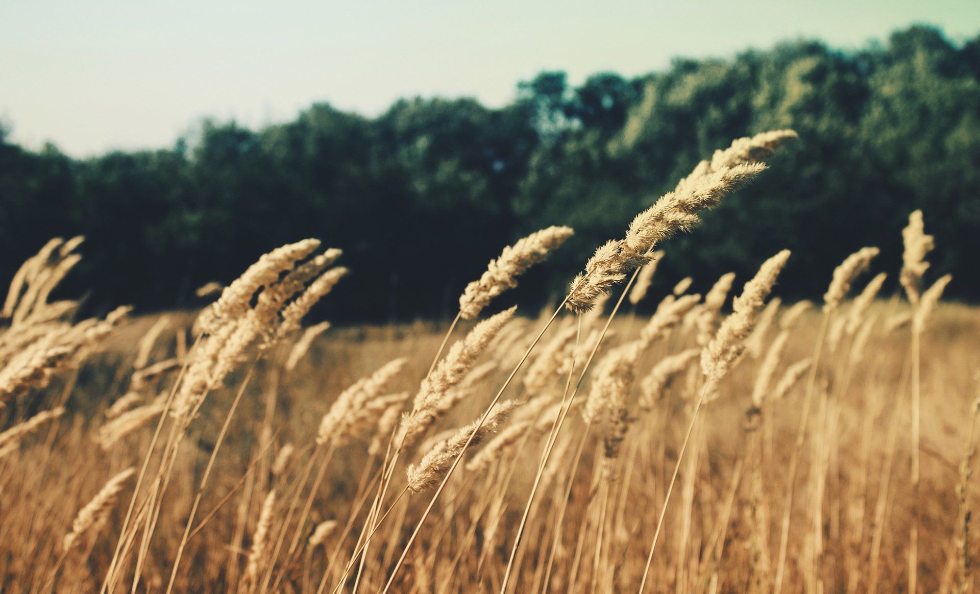 A field of tall grass blowing in the wind with trees in the background.