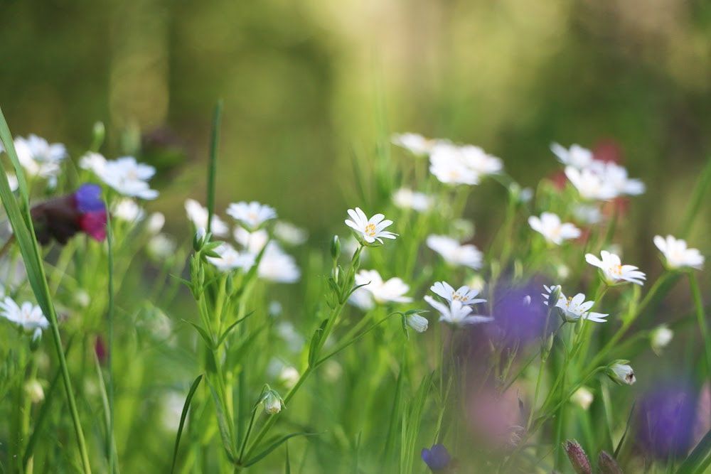 Fleurs sauvages blanches en fleurs dans un champ vert, avec des notes de violet.