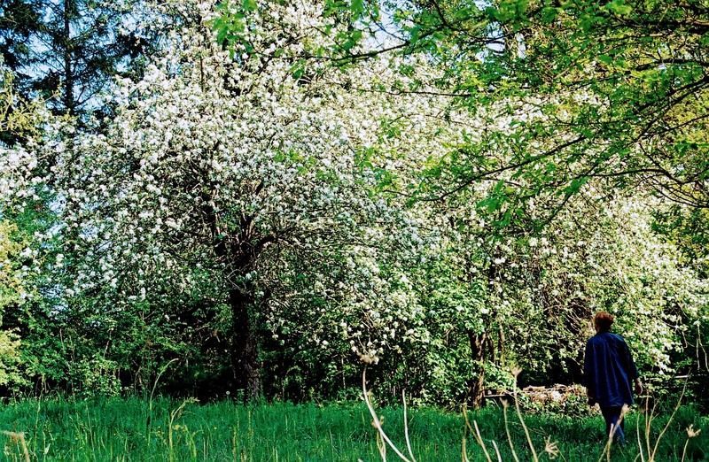 Personne marchant vers un arbre en fleurs dans un champ de hautes herbes vertes.
