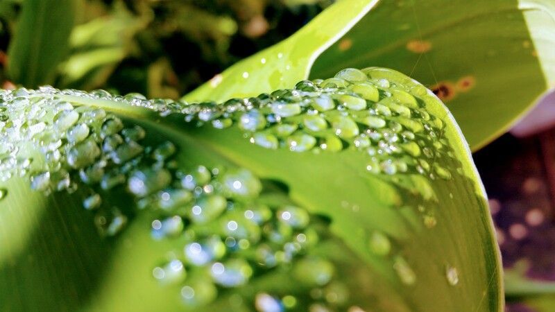 Feuille verte recouverte de nombreuses gouttelettes d'eau claire, scintillant au soleil.