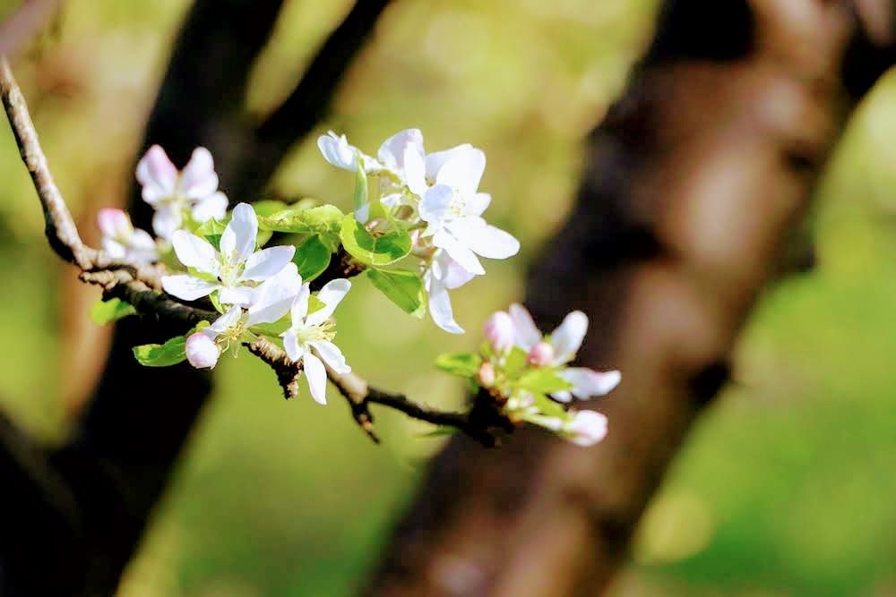 Fleurs de pommier blanches sur une branche brune avec un fond vert et marron flou.