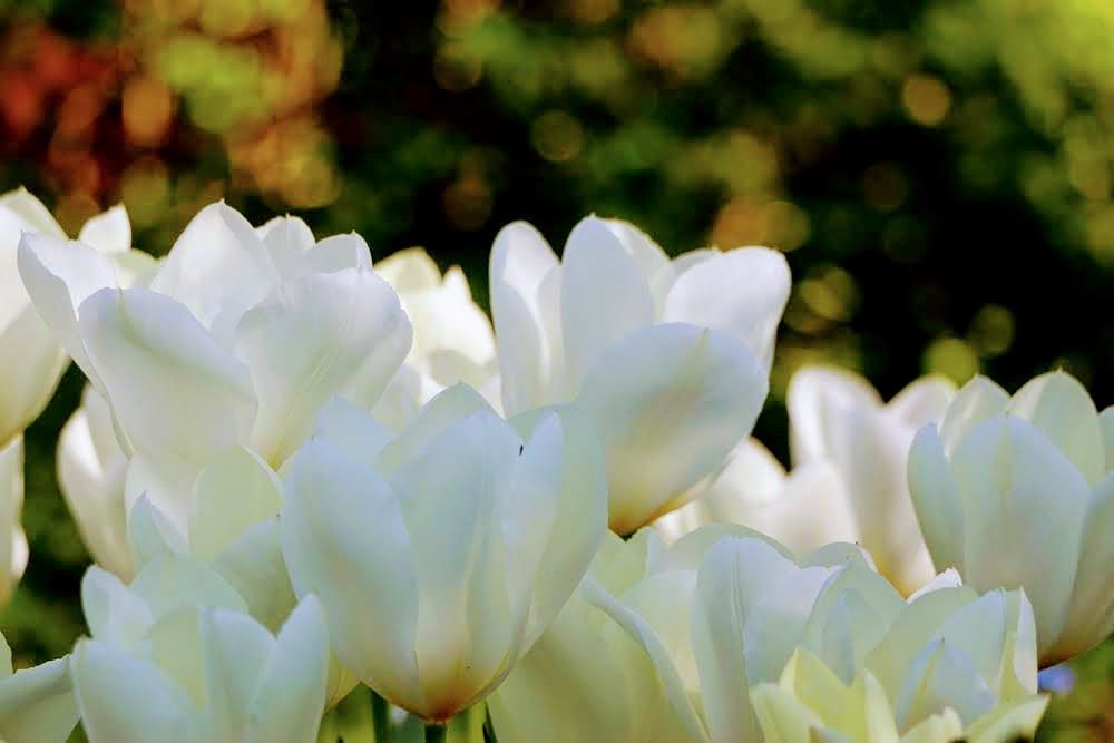 Tulipes blanches en pleine floraison sur un fond vert flou.