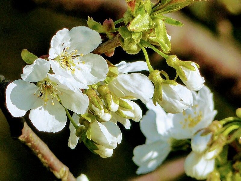 Fleurs de cerisier blanches en fleurs sur une branche au soleil.